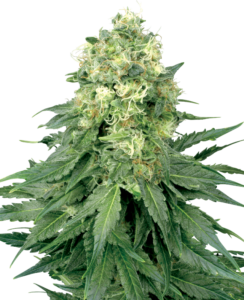 Buy Herbies Seeds