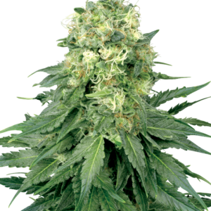 White Widow (56 Seeds)