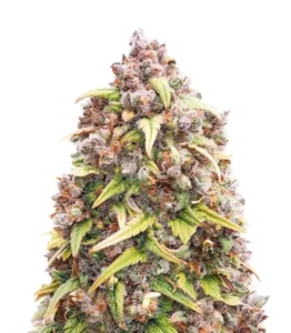 cannabis seeds australia