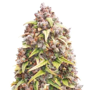 Blueberry Purple (56 seeds)