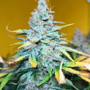 Bruce Banner Auto Feminized (56 seeds)