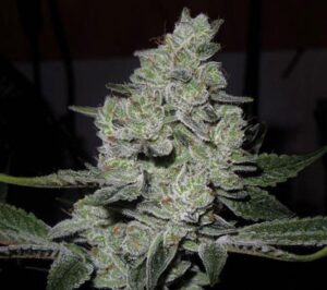 Buy Gorilla Glue Seeds