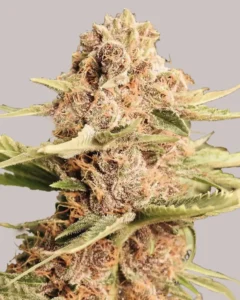 buy dope seeds online