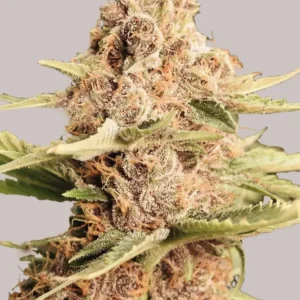 GSC Feminized (56 seeds)